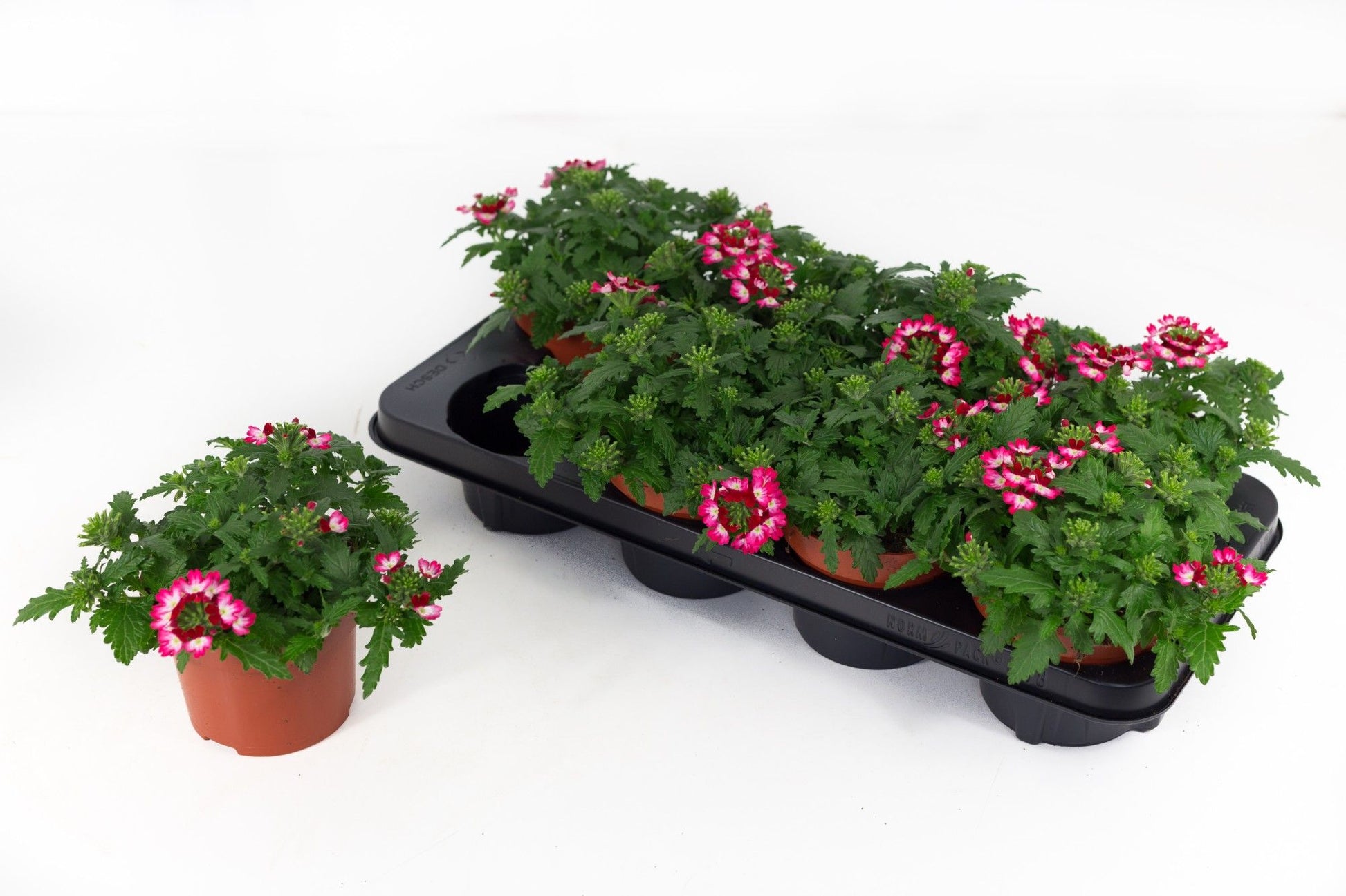 Verbena Drums Red Shades 20cm 13cm Pot