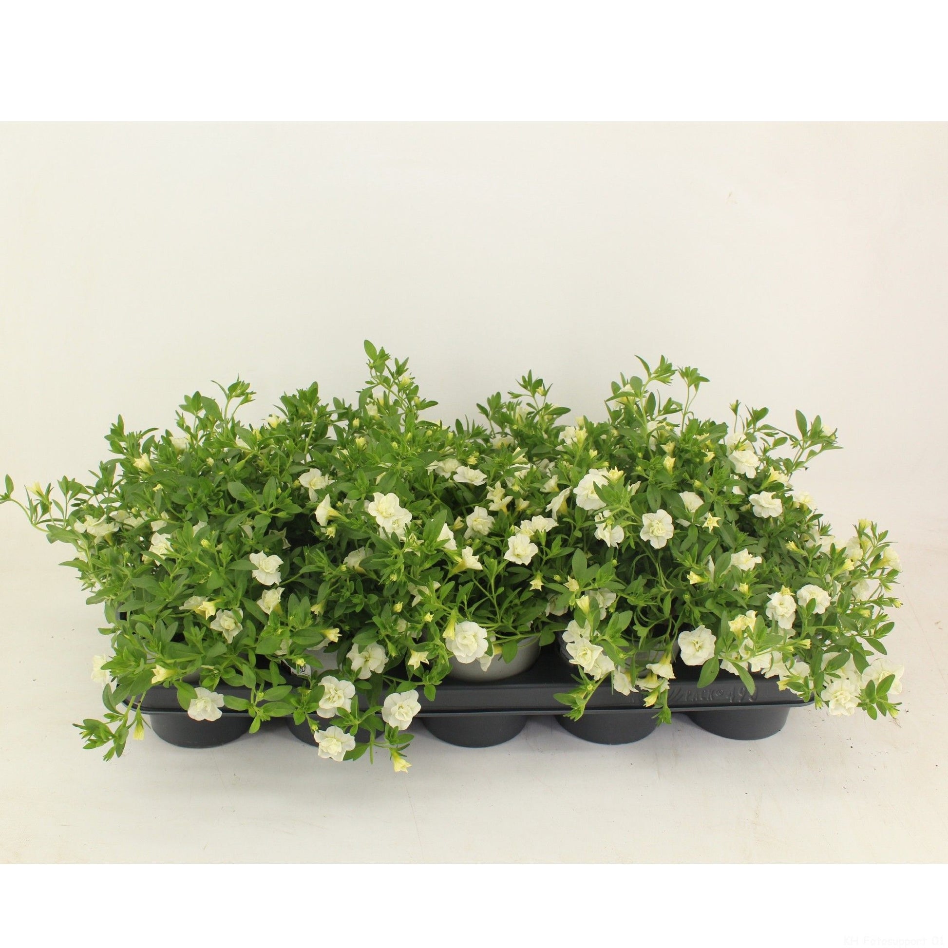 Calibrachoa Minifamous Double White 22cm 12cm Pot