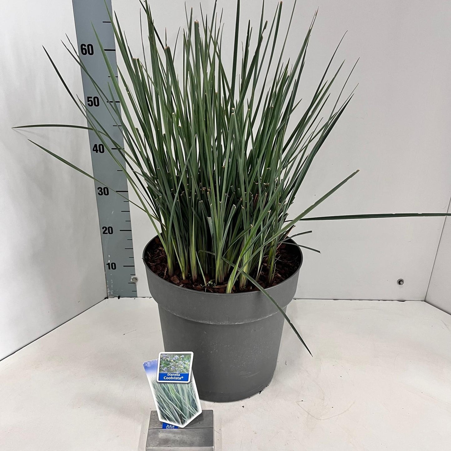 Dianella Revoluta Coolvista 80cm 32cm Pot