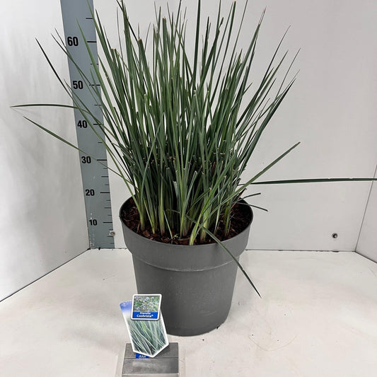 Dianella Revoluta Coolvista 80cm 32cm Pot