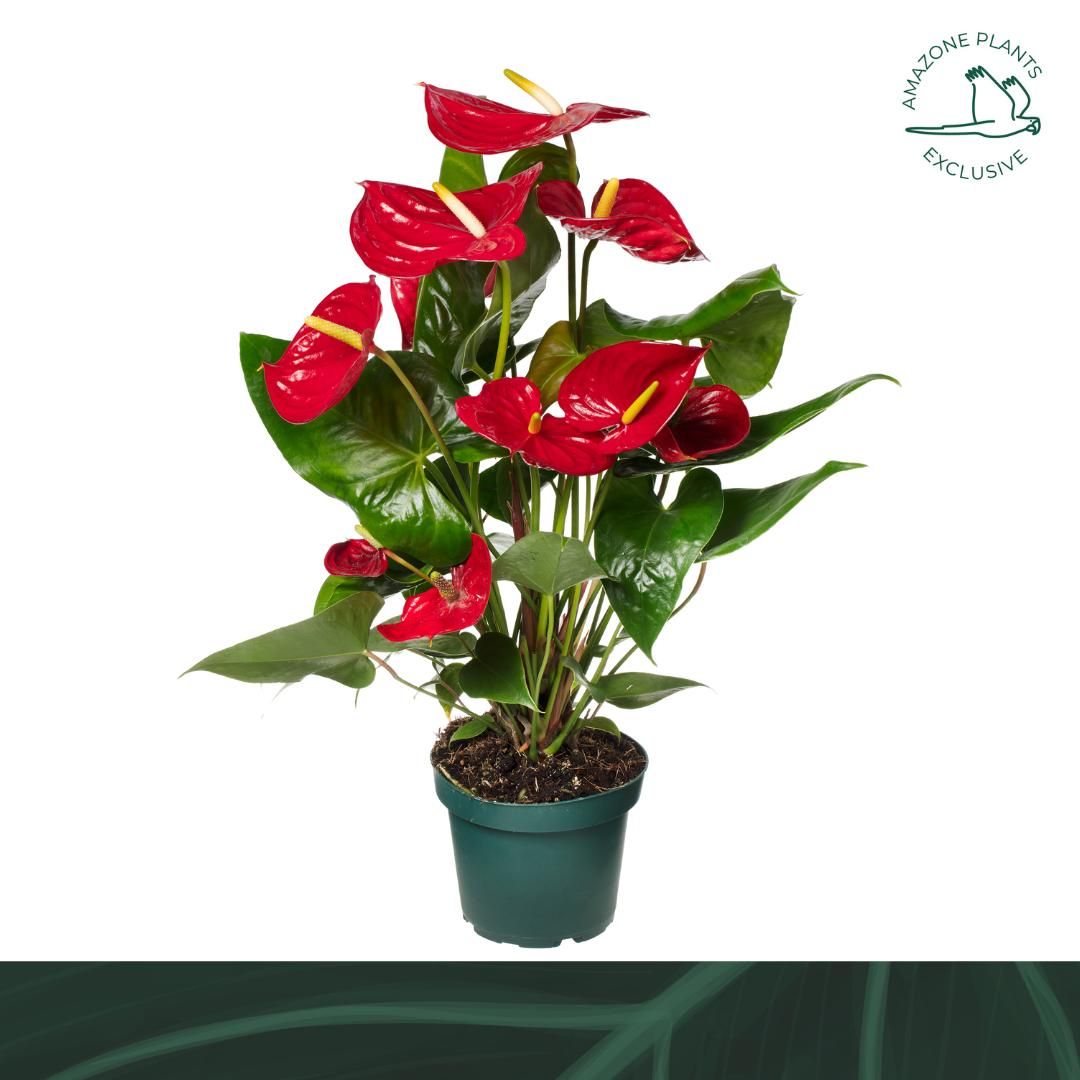 Anthurium Nevada 50cm 14cm Pot