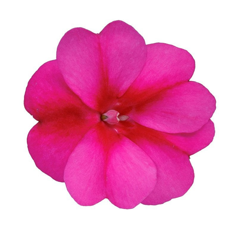Impatiens Sunpatiens Purple Candy 35cm 17cm Pot