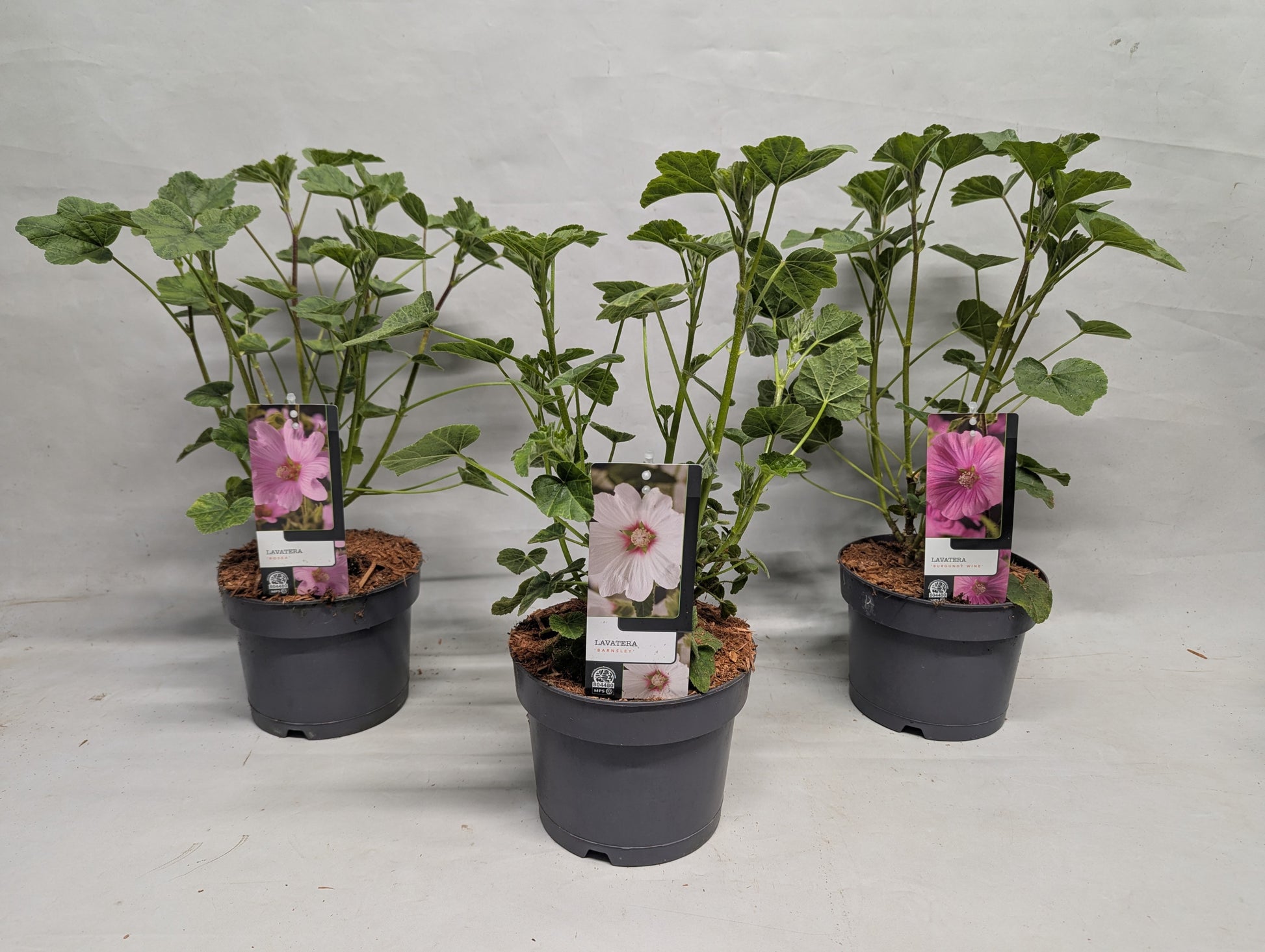 Lavatera Burgundy Wine 17cm 17cm Pot