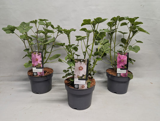 Lavatera Burgundy Wine 17cm 17cm Pot