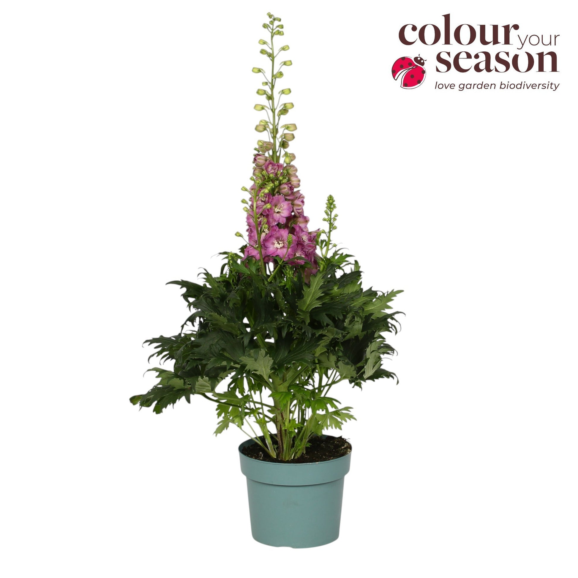 Delphinium Delgenius Chantay 50cm 19cm Pot