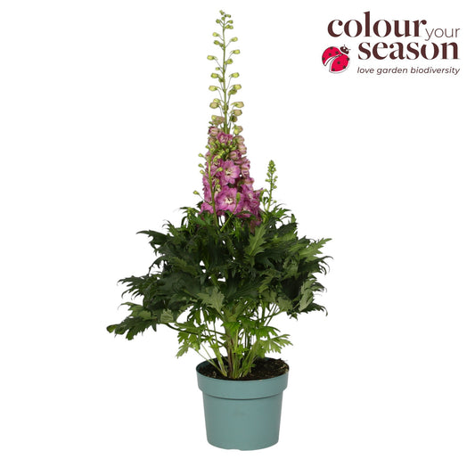 Delphinium Delgenius Chantay 50cm 19cm Pot