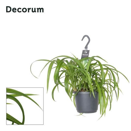 Chlorophytum Green Bonnie 30cm 17cm Pot