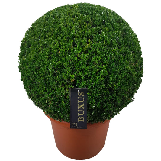 Buxus sempervirens ball 60cm 42cm Pot