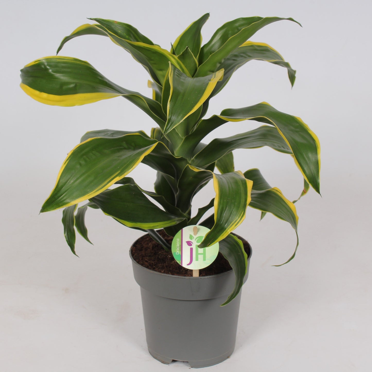 Dracaena fragrans Dorado 50cm 17cm Pot