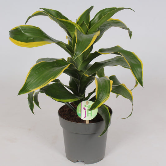 Dracaena fragrans Dorado 50cm 17cm Pot