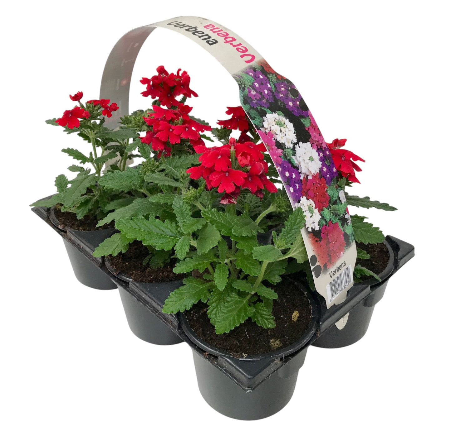 Verbena red 15cm 9cm Pot