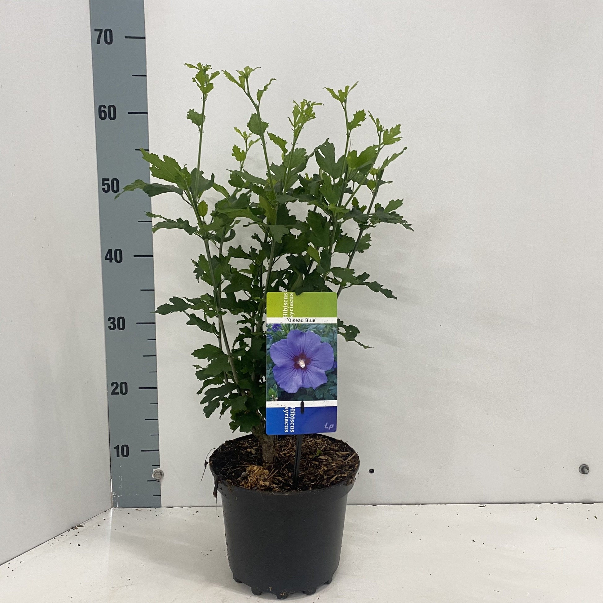 Hibiscus syriacus Oiseau Bleu 50cm 19cm Pot