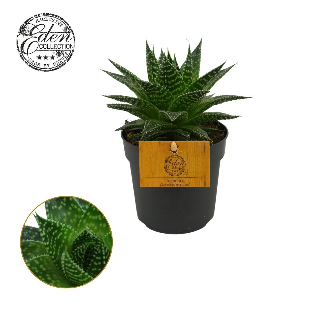 Gasteraloe Aurora 15cm 510cm Pot