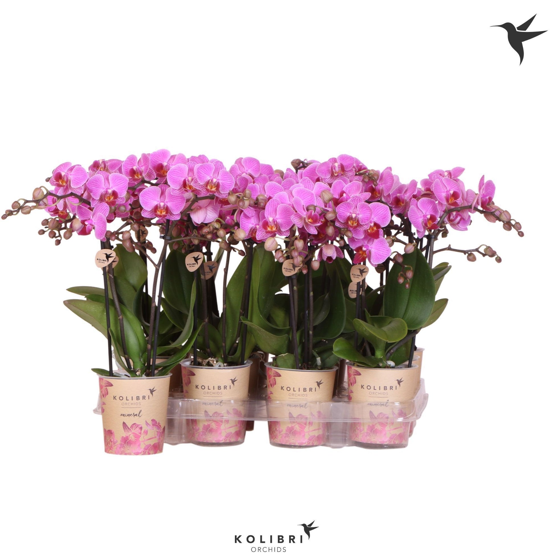 Phalaenopsis Purple 40cm 9cm Pot