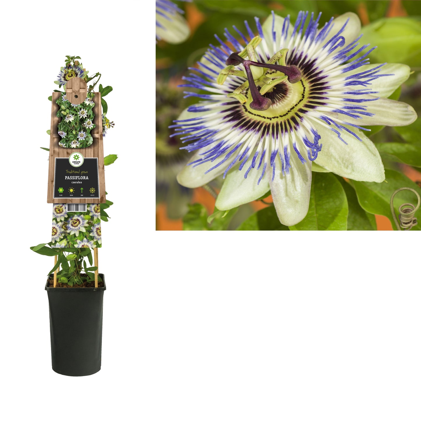 Passiflora caerulea 75cm 17cm Pot