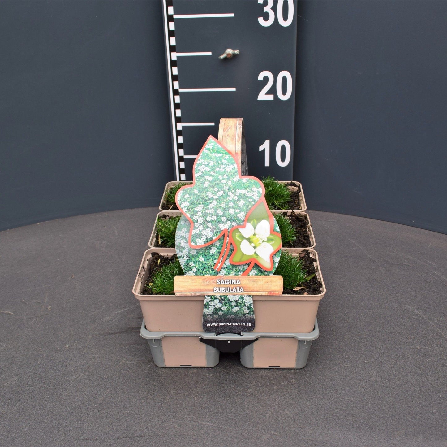 Sagina subulata outdoor 5cm 9cm Pot