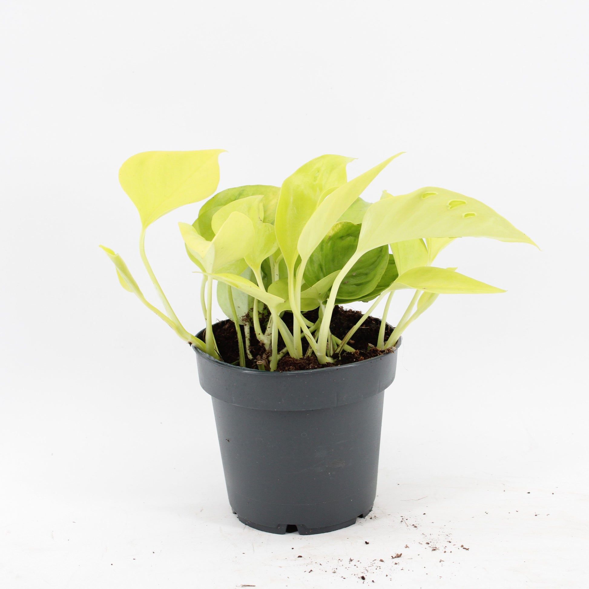 Epipremnum Champs Elysees 25cm 12cm Pot