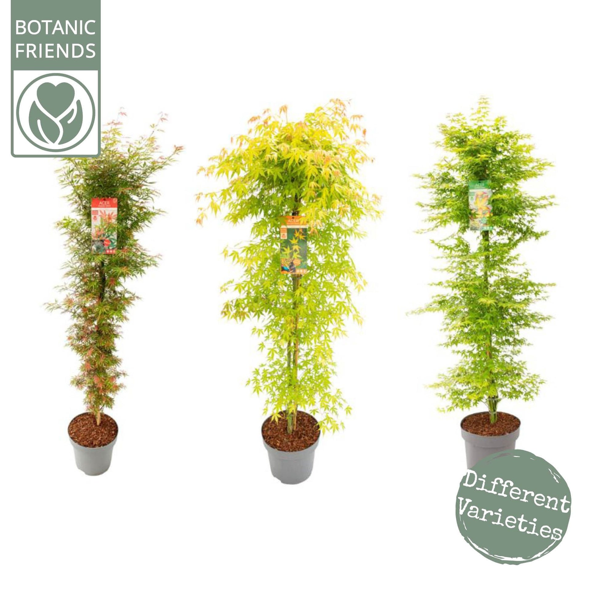 Acer palmatum mix 160cm 30cm Pot