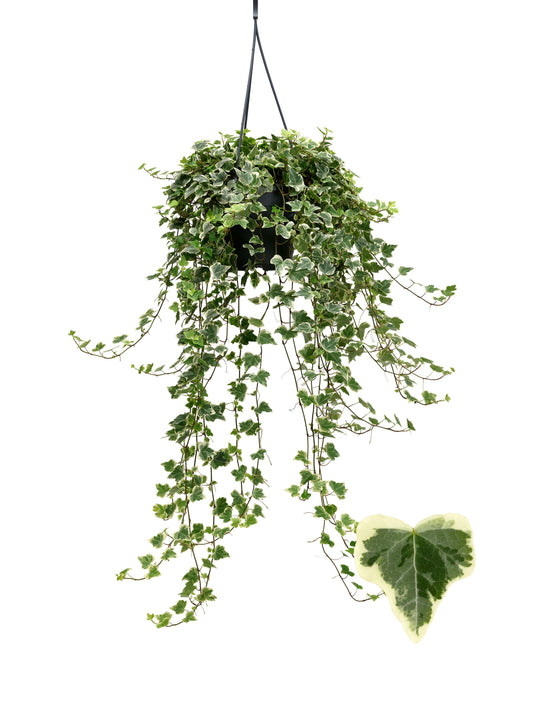 Hedera White Wonder 19cm Pot