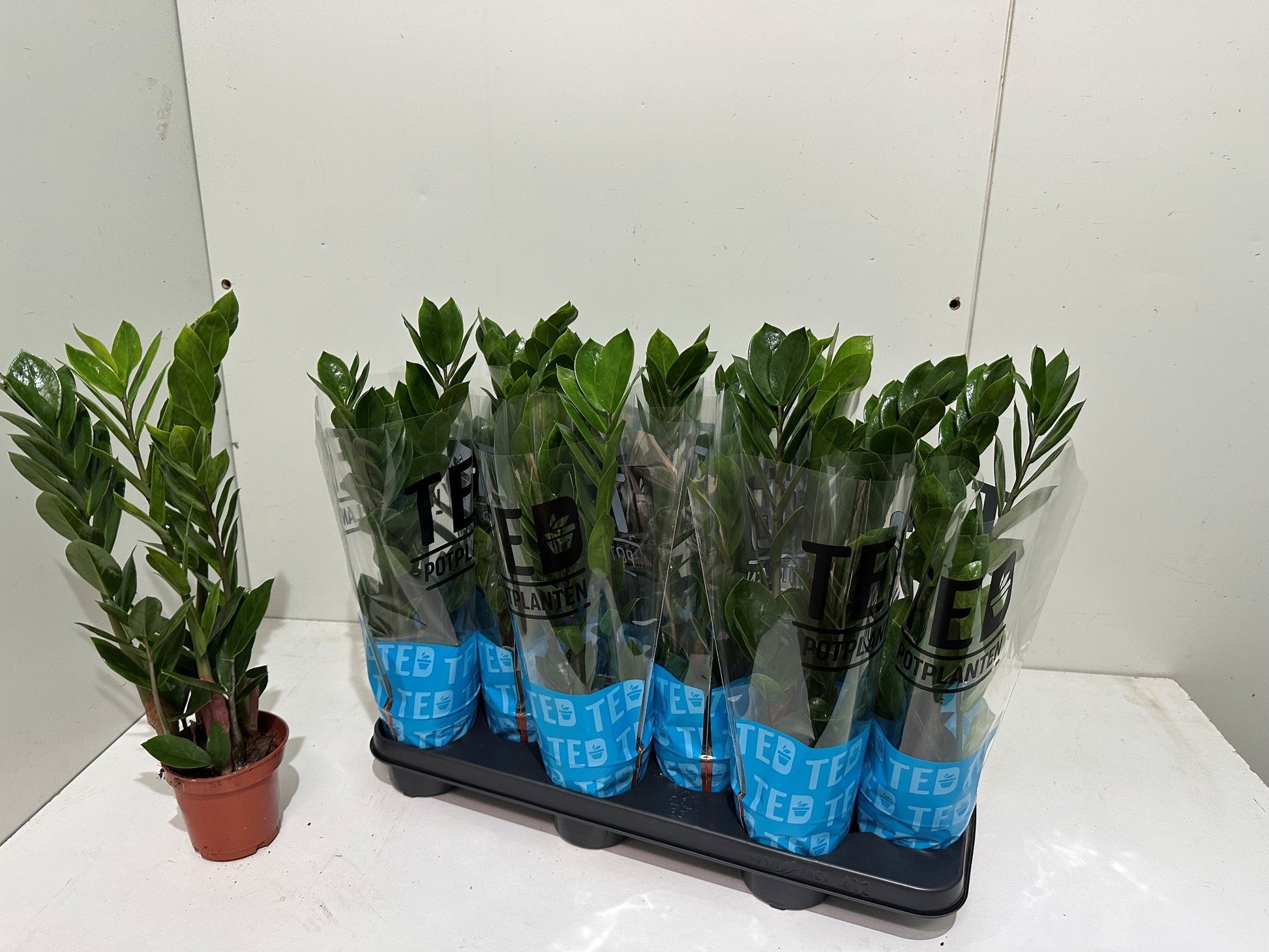Zamioculcas zamiifolia 40cm 10.5cm Pot