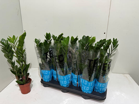 Zamioculcas zamiifolia 40cm 10.5cm Pot