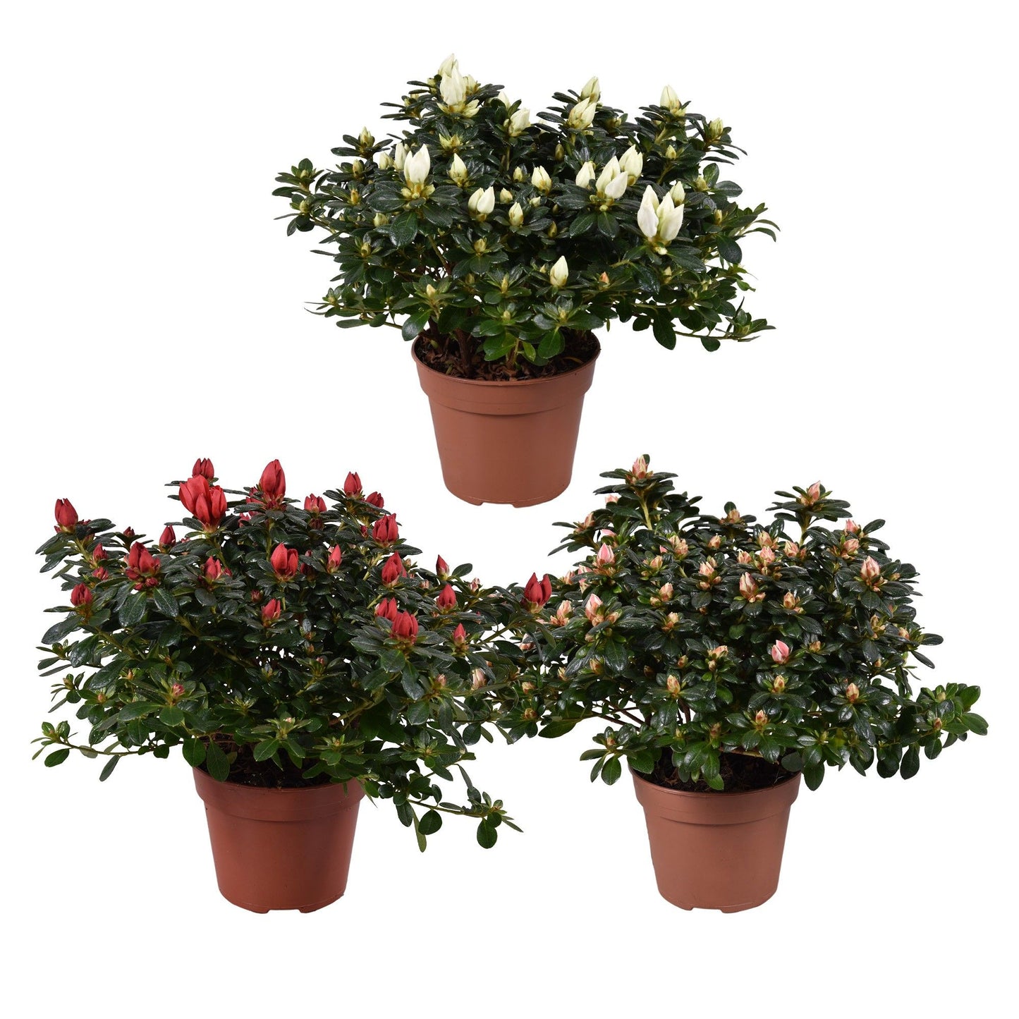 Rhododendron sim. Mevr Gerard Kint 30cm 13cm Pot