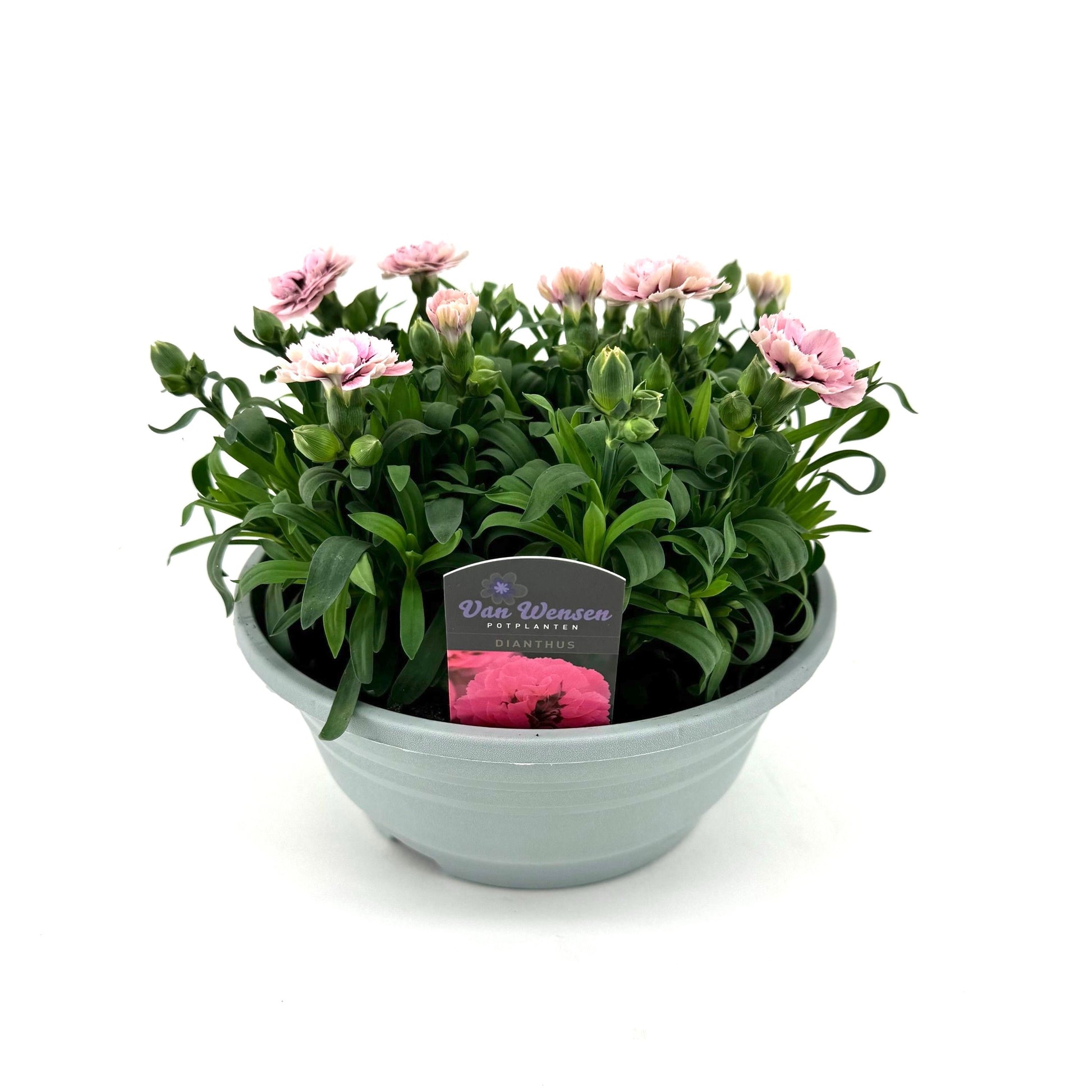 Dianthus Oscar Purple Star 22cm 21cm Pot