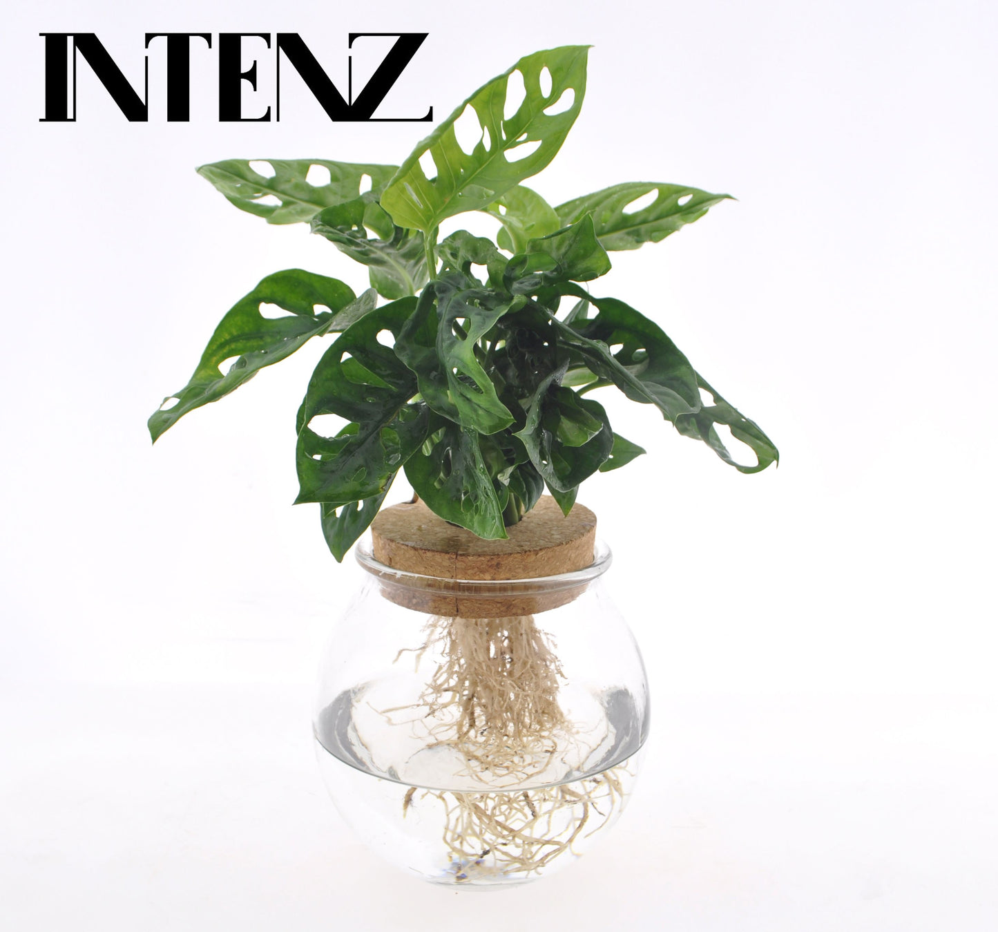 Monstera spherical glass+cork MON12-BOL 25cm 12cm Pot