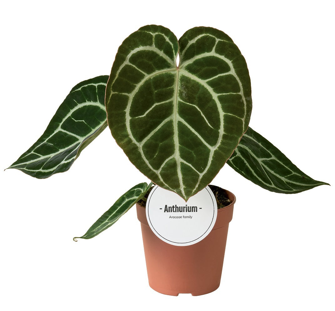 Anthurium Crystallinum 30cm 12cm Pot