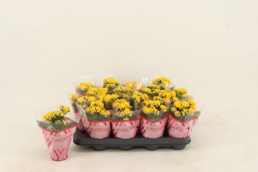 Kalanchoe Nolin Yellow 15cm 8cm Pot