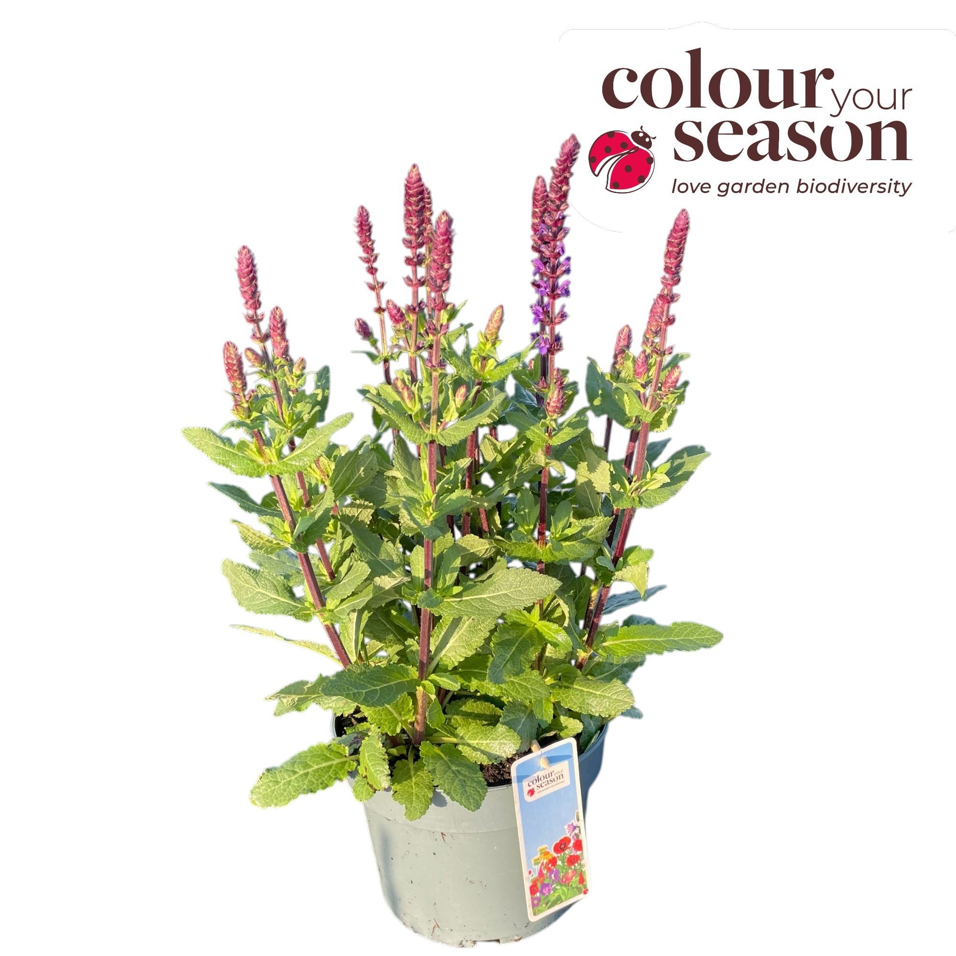 Salvia nemorosa mix 50cm 19cm Pot