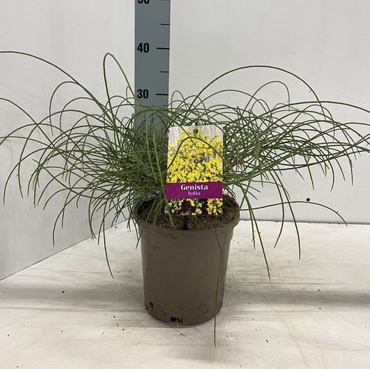 Genista Lydia 20cm 17cm Pot