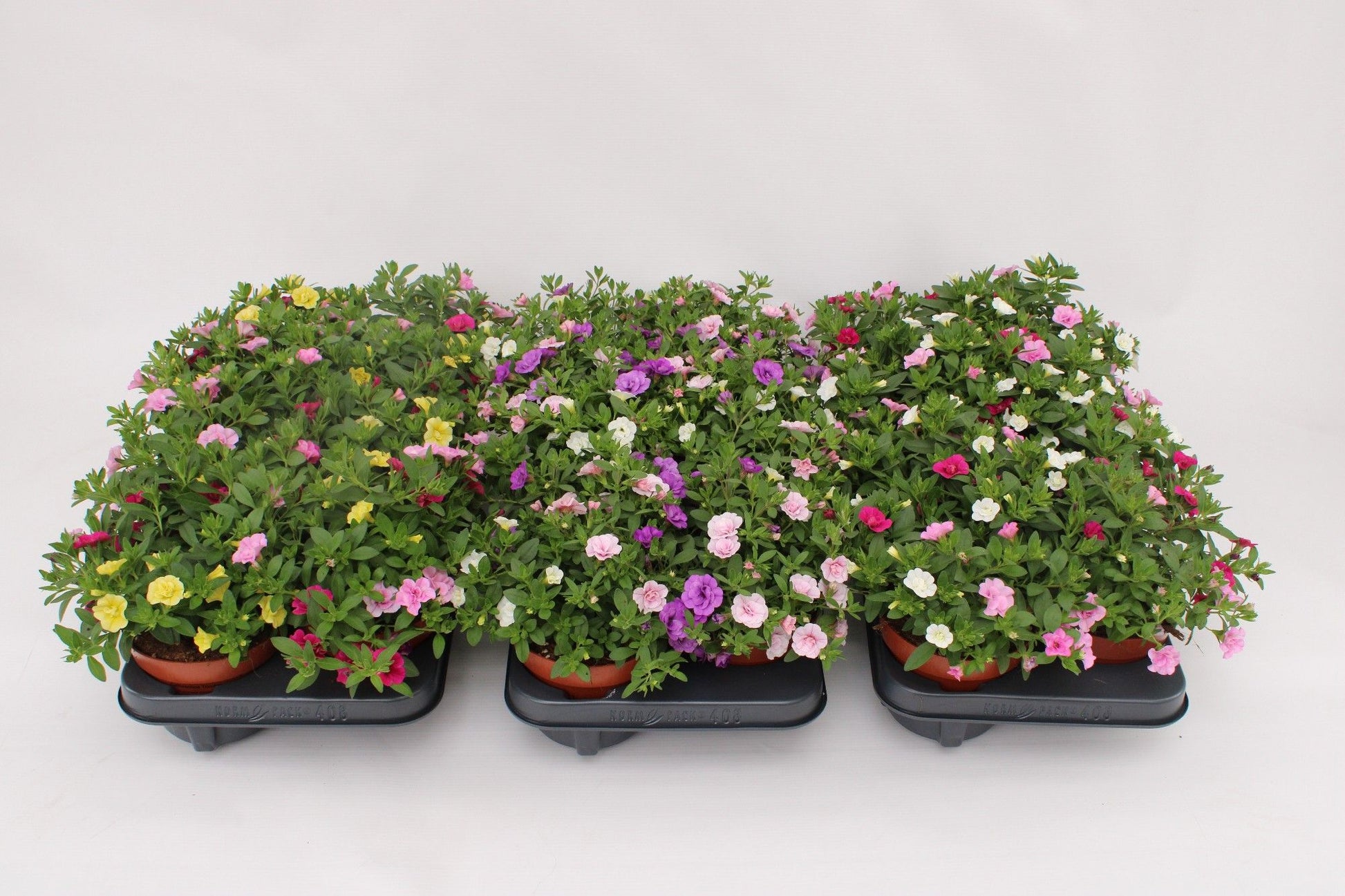 Calibrachoa Confetti Hawaiian Trio 15cm 13cm Pot