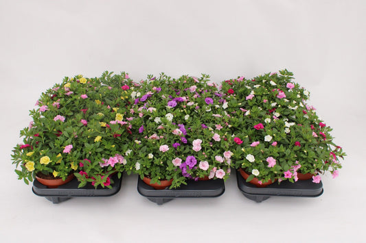 Calibrachoa Confetti Hawaiian Trio 15cm 13cm Pot