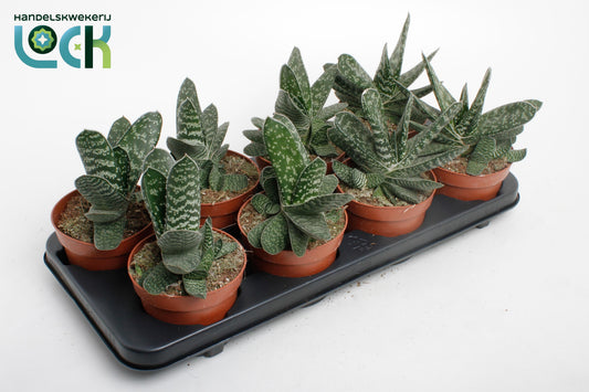 Gasteria Amour 15cm 12cm Pot