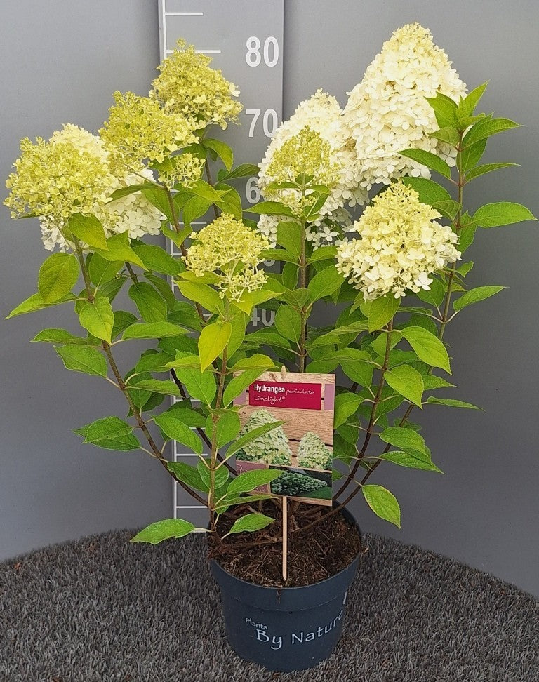 Hydrangea pan. Limelight 70cm 23cm Pot