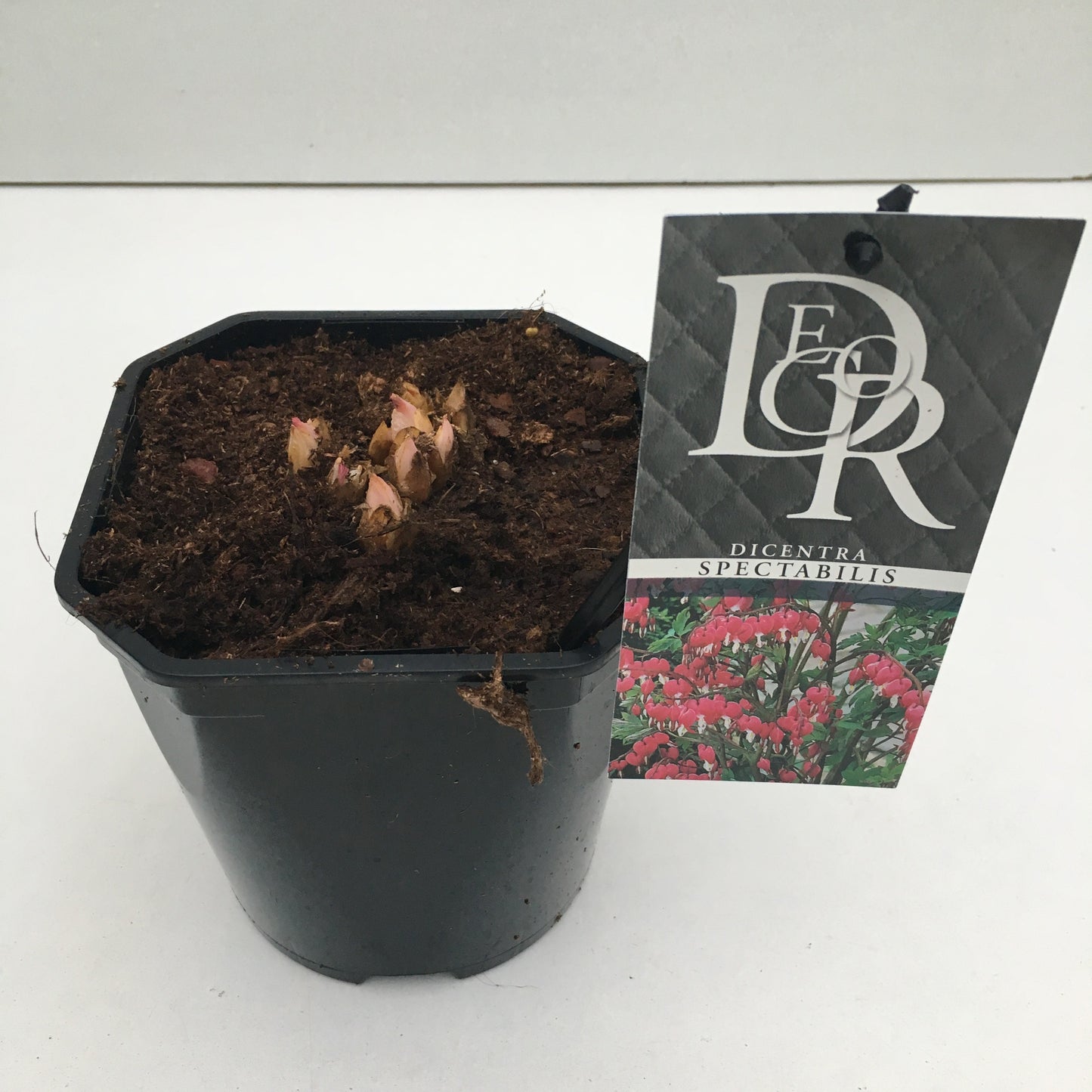 Dicentra Rosa 15cm 17cm Pot