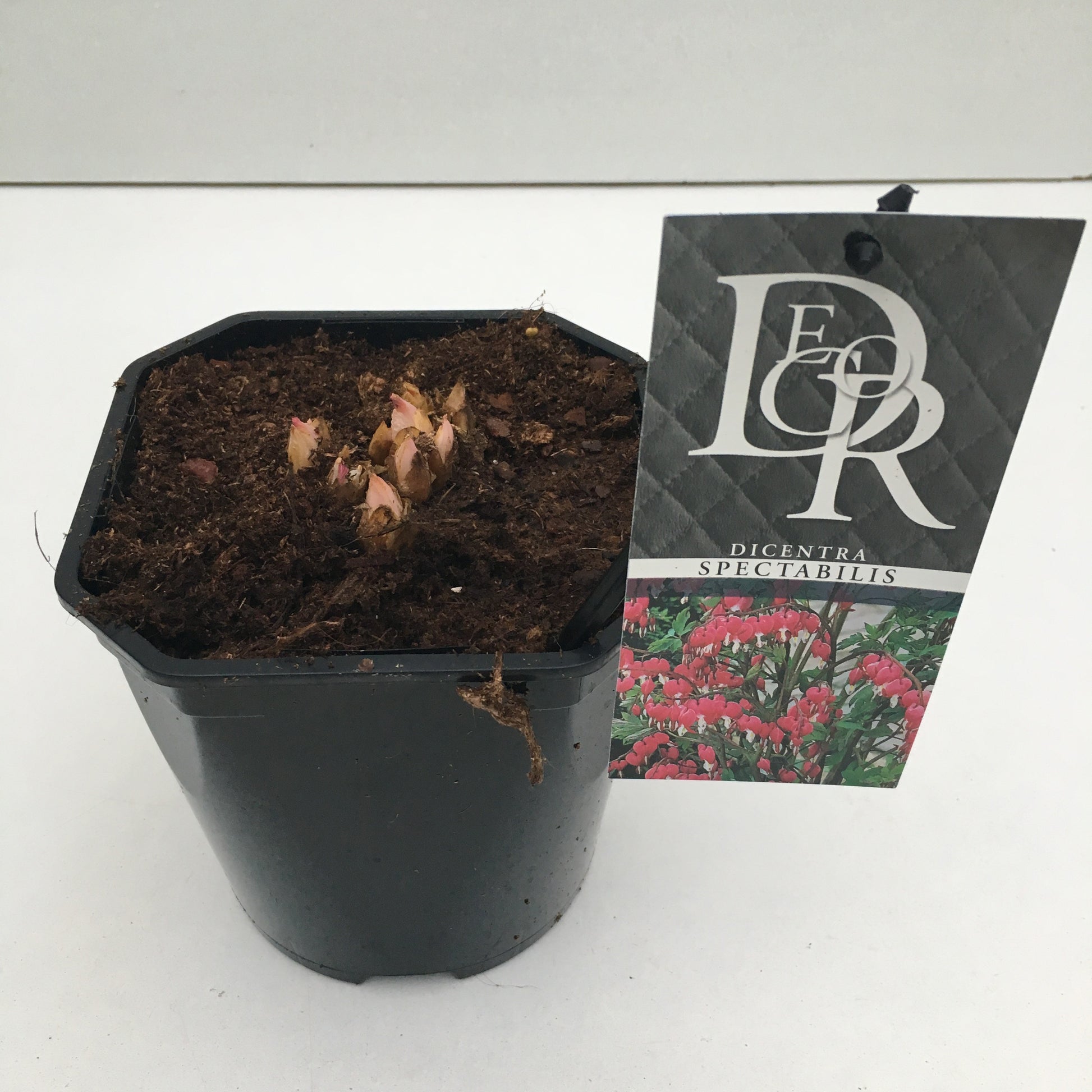 Dicentra Rosa 15cm 17cm Pot