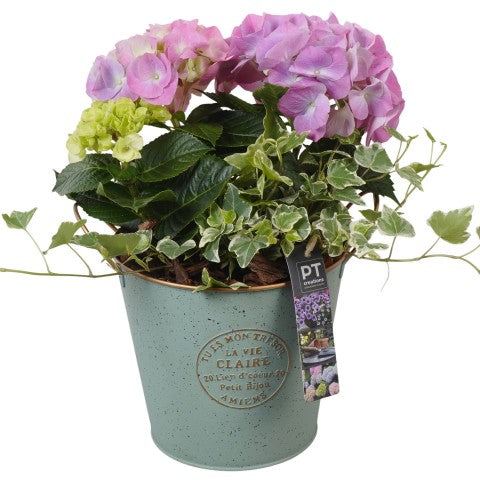 PTPP6868 Arrangementen Perkplanten 33cm 18cm Pot