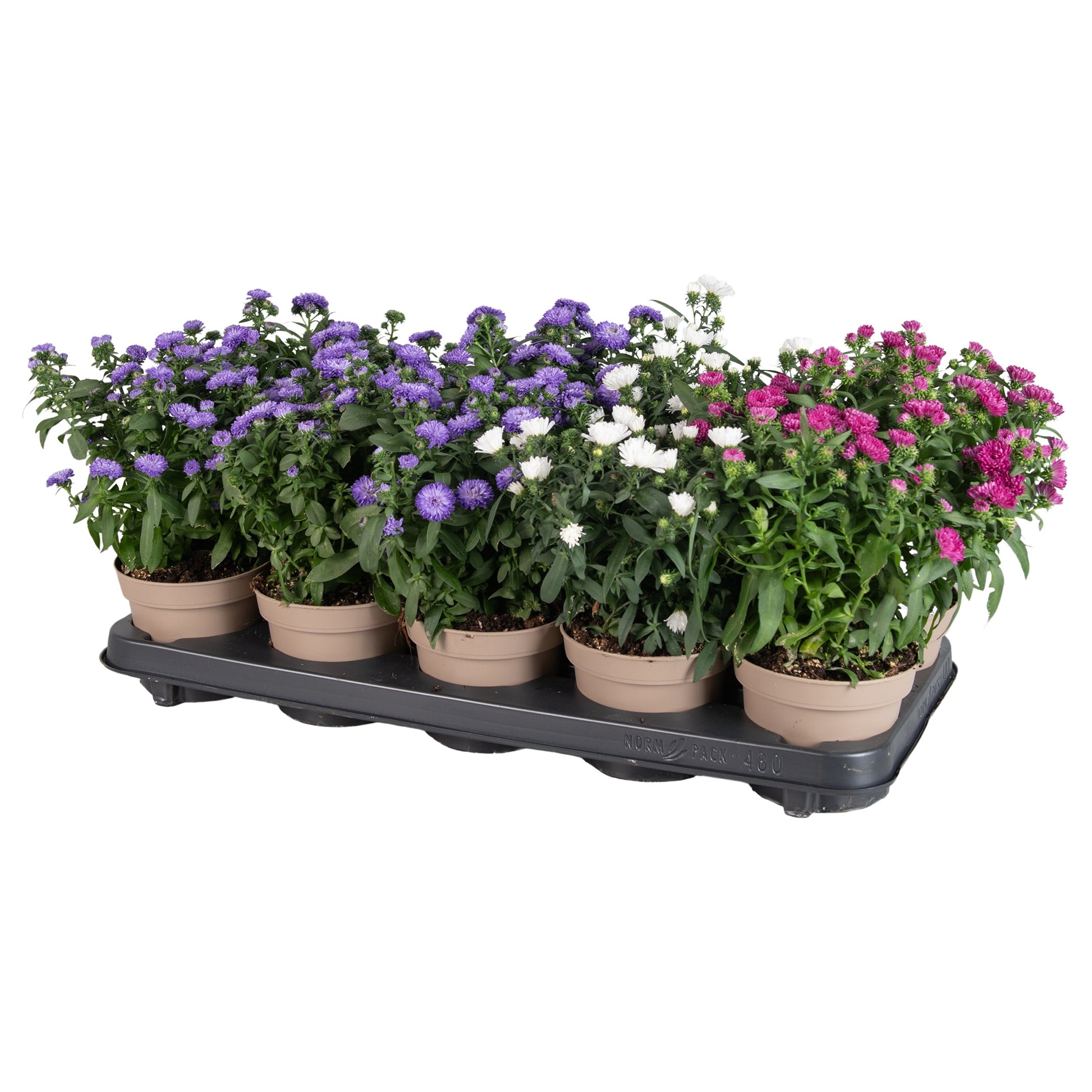 Aster nb. Showmakers mix 28cm 12cm Pot