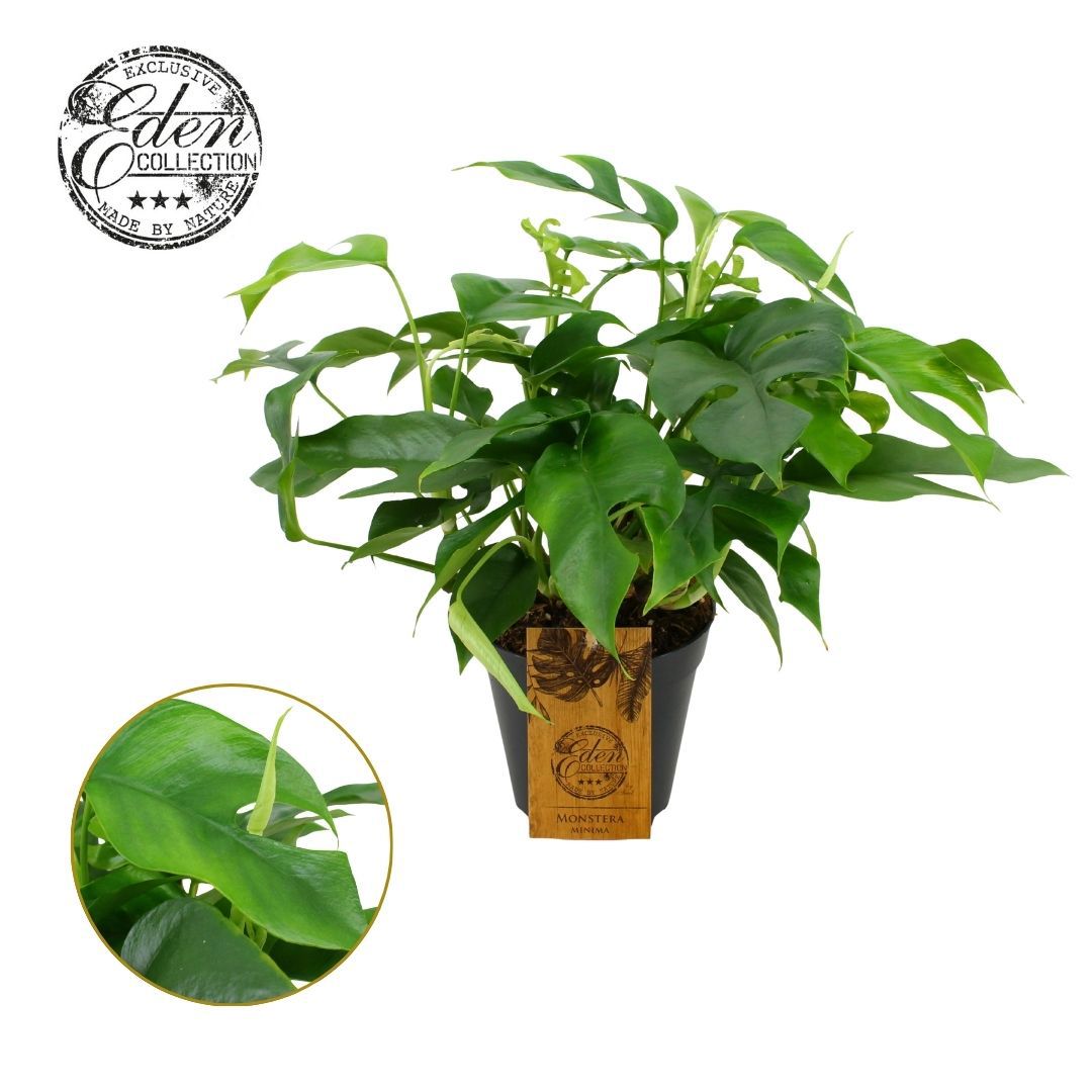 Monstera minima 40cm 15cm Pot