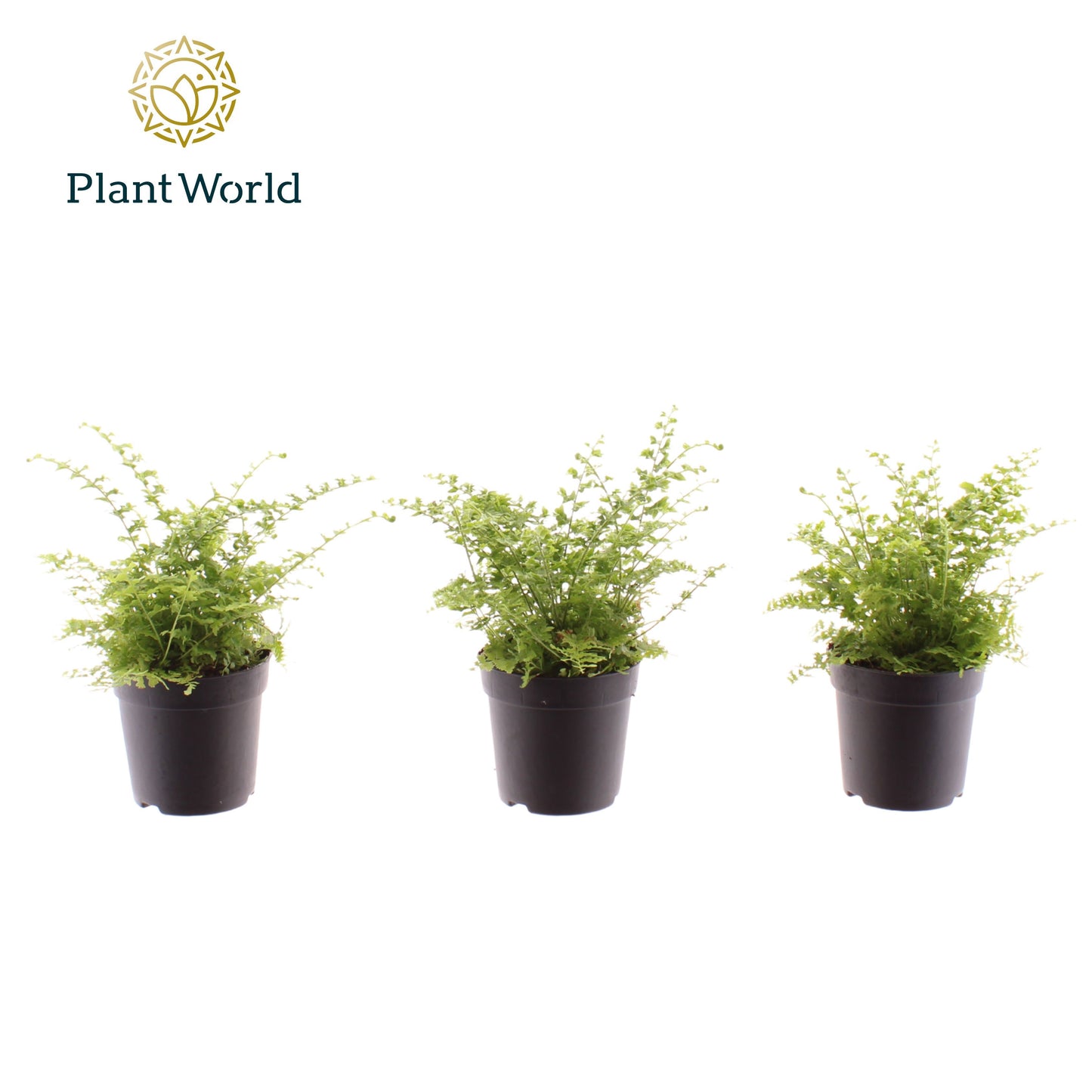 Nephrolepis Green Fantasy 10cm 7cm Pot