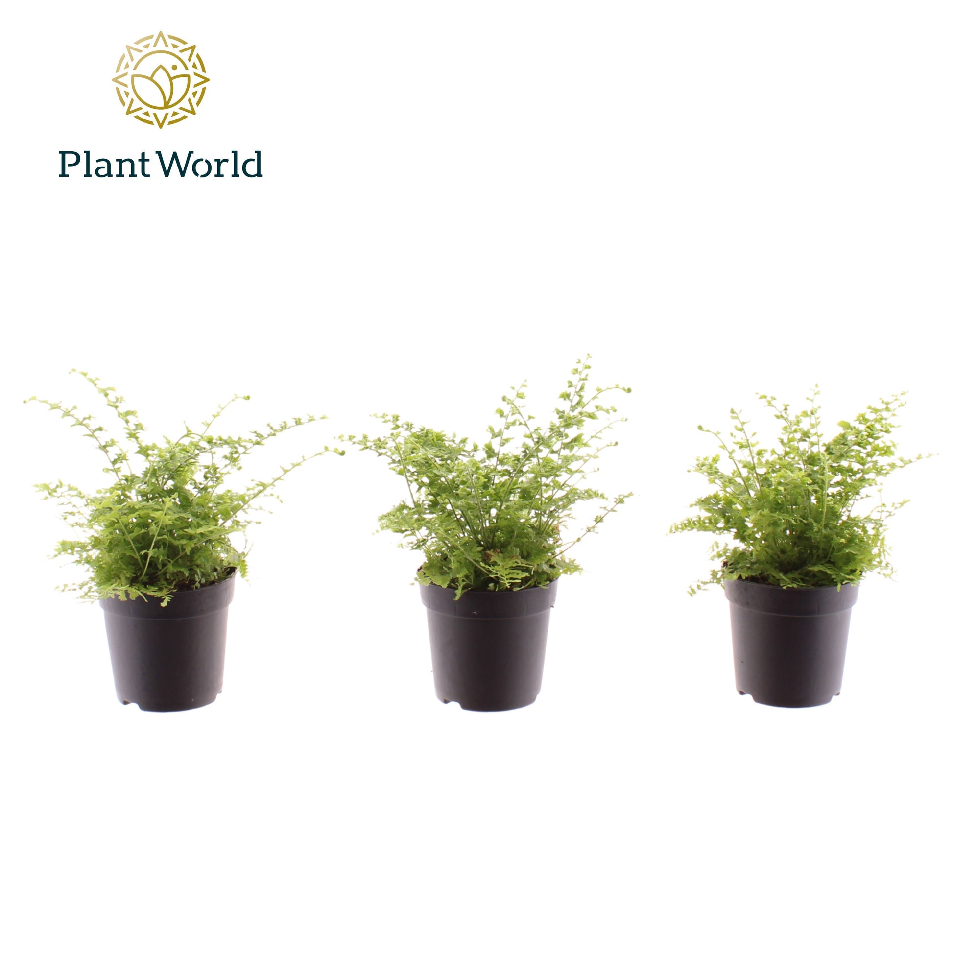 Nephrolepis Green Fantasy 10cm 7cm Pot