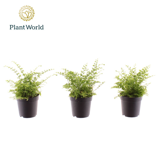 Nephrolepis Green Fantasy 10cm 7cm Pot