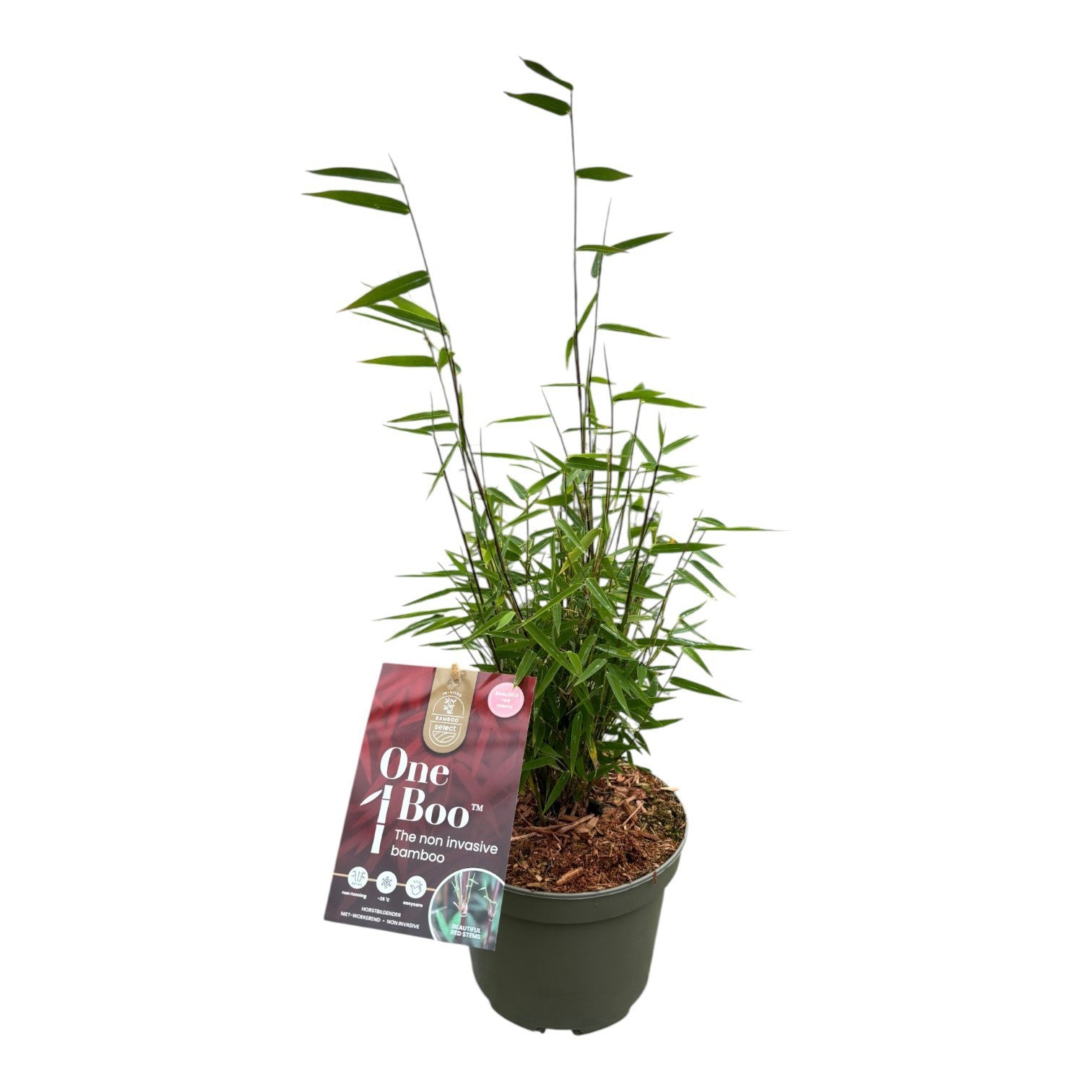 Fargesia Red Dragon 45cm 17cm Pot