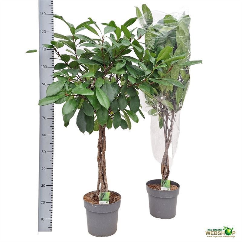 Ficus cyathistipula 120cm 24cm Pot