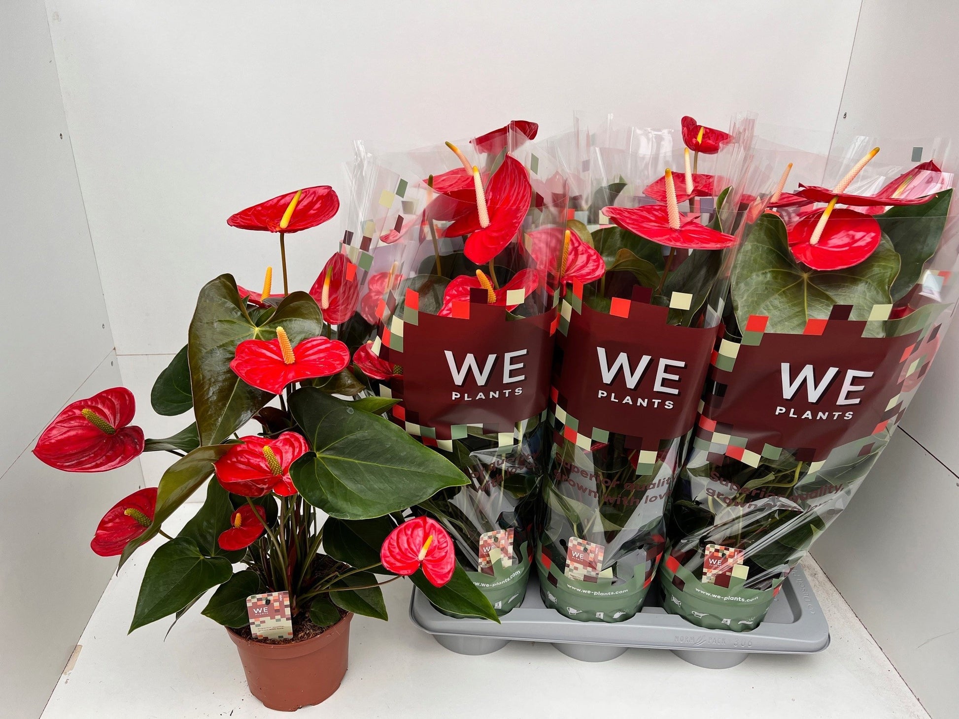 Anthurium Idaho 60cm 17cm Pot