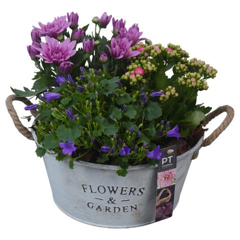 PTSO6016 Arrangementen Tuinplanten 26cm 27cm Pot