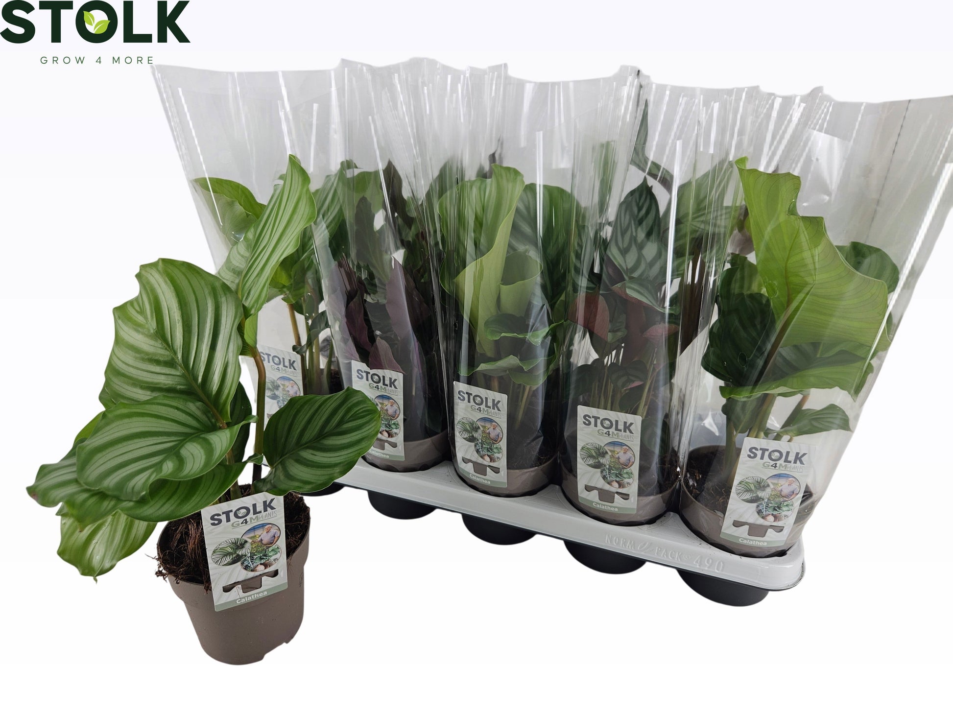 Stolk G4M Plants Calathea mix Pack of 10