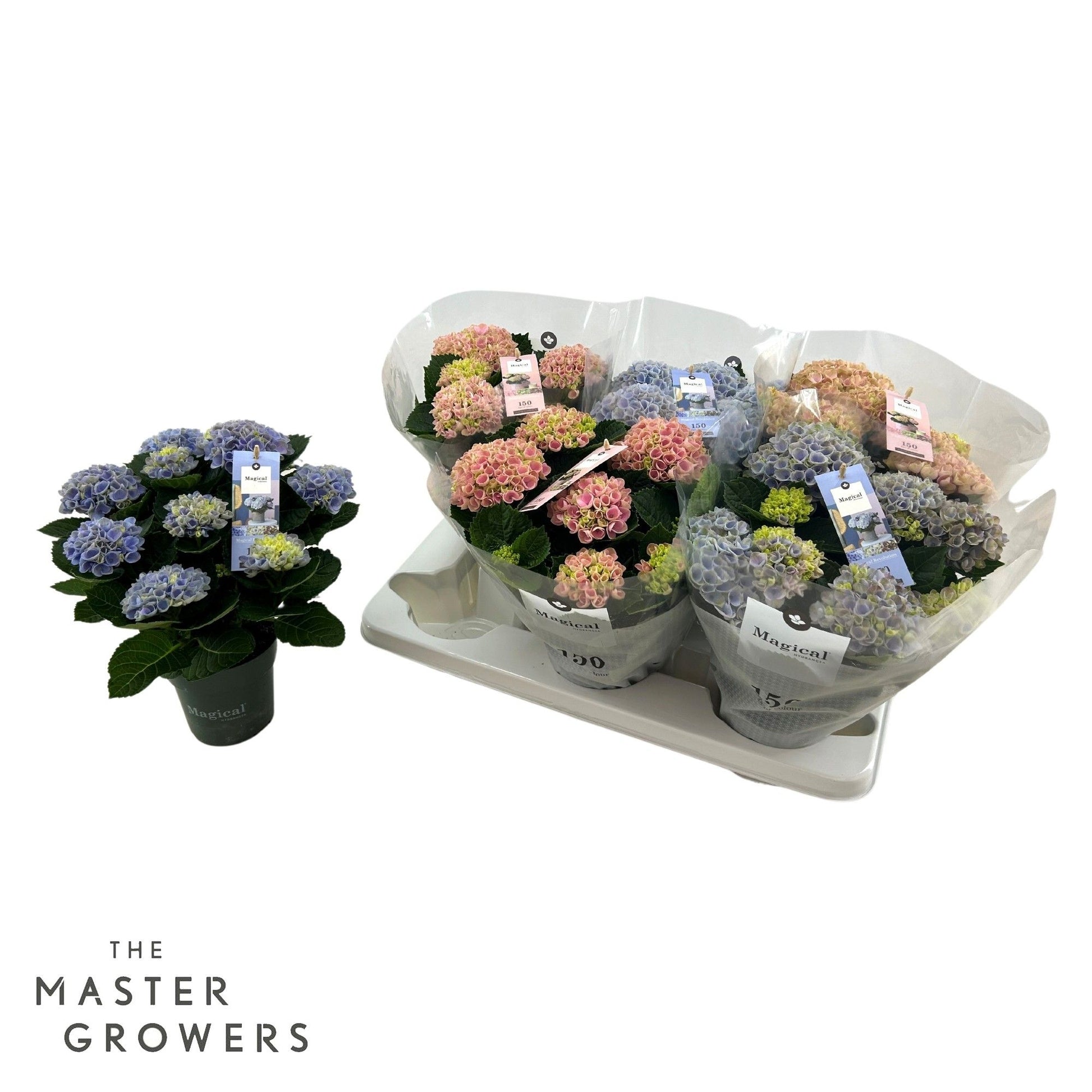 Hydrangea macrophylla Magical Revolution mix 30cm 12cm Pot
